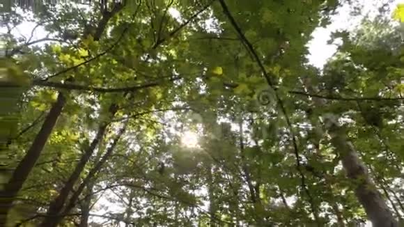 阳光穿过树木视频的预览图