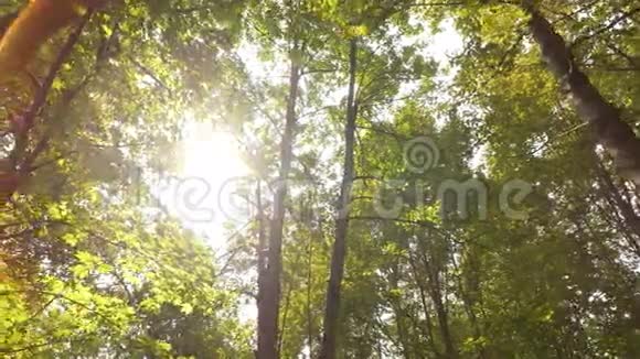 阳光穿过树木视频的预览图