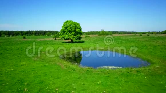 宁静的夏日风景湖边绿树成荫视频的预览图