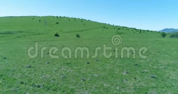 飞越山地草地上的野马群夏山野性自由生态概念视频的预览图