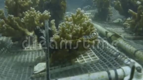 珊瑚在水下进行研究视频的预览图