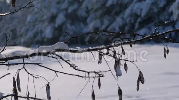 冬季森林的背景有白雪覆盖的树枝视频的预览图