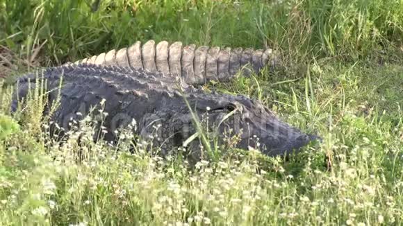 鳄鱼在湿地晒太阳视频的预览图