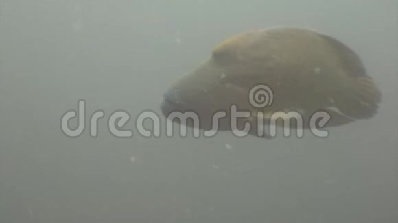 仑鱼濑水下天然海洋水族馆在马尔代夫视频的预览图