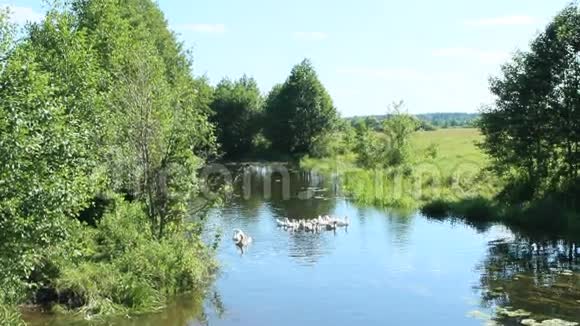 一群白鹅在河上游来游去视频的预览图