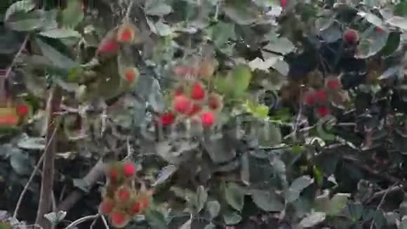 红树热带水果视频的预览图
