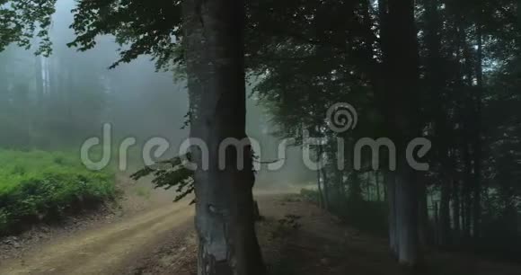 美丽的薄雾森林视频的预览图