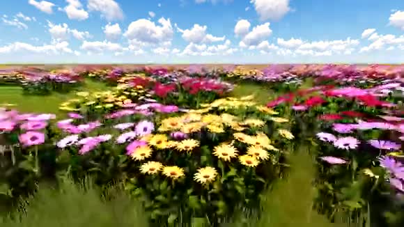 非洲雏菊在微风中颤抖视频的预览图