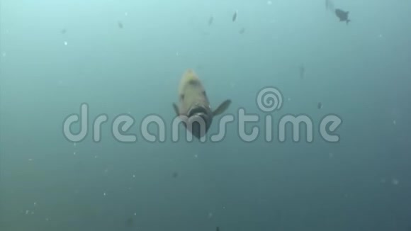 仑鱼濑水下天然海洋水族馆在马尔代夫视频的预览图