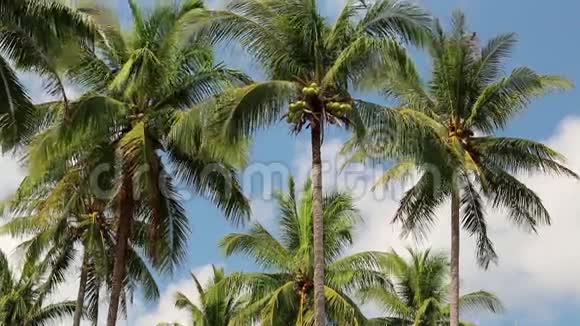 泰国KohChang岛上的椰子棕榈视频的预览图