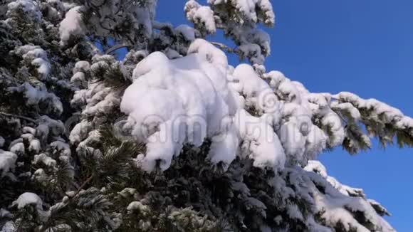 冬天的松林有白雪覆盖的树枝圣诞树视频的预览图