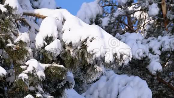 冬天的松林有白雪覆盖的树枝圣诞树视频的预览图