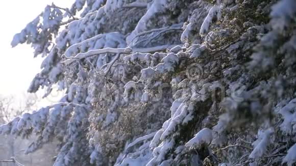 冬天的松林有白雪覆盖的树枝圣诞树视频的预览图