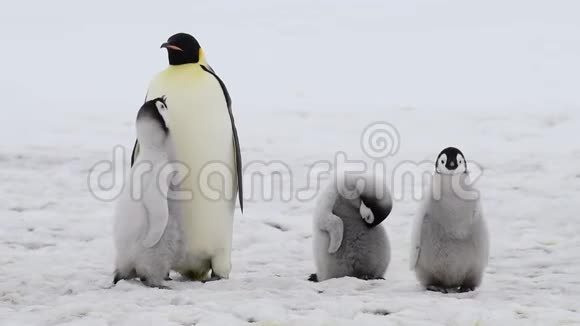 南极洲有小鸡的帝企鹅视频的预览图