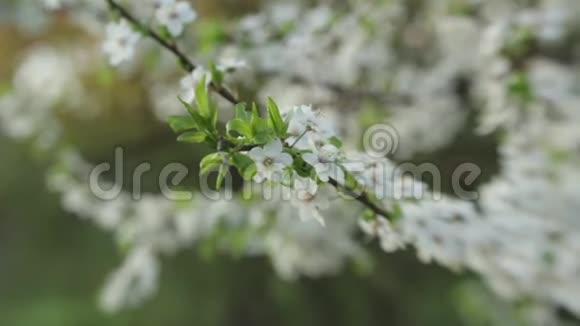 春天的樱花枝春天盛开的樱桃视频的预览图