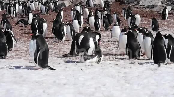 企鹅在巢里视频的预览图
