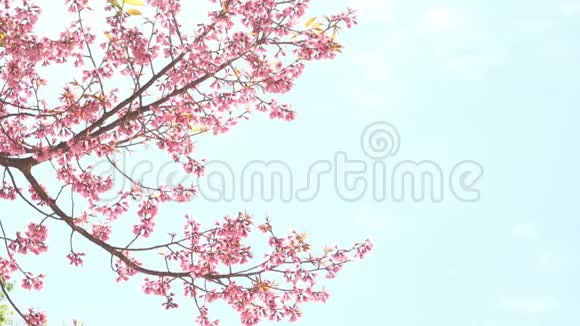 春天蓝天上开着粉红色的樱花视频的预览图