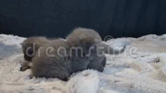 英国可爱的小猫在玩小地毯视频的预览图