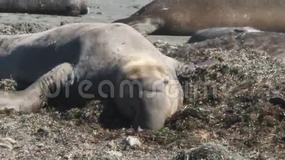 在新奥的大象海豹视频的预览图