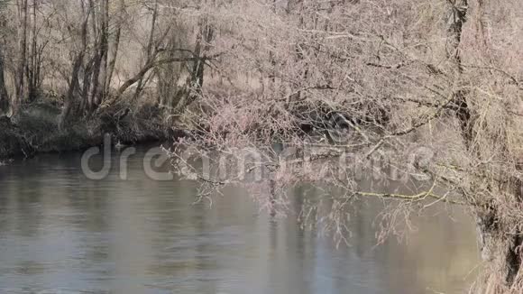 春天的开始灌丛中的野快河视频的预览图