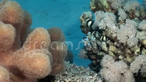 红海海底的珊瑚视频的预览图