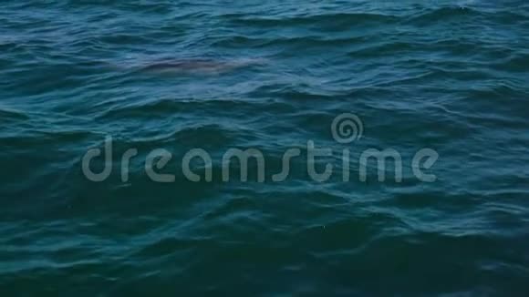 海洋和海豚在缓慢运动视频的预览图