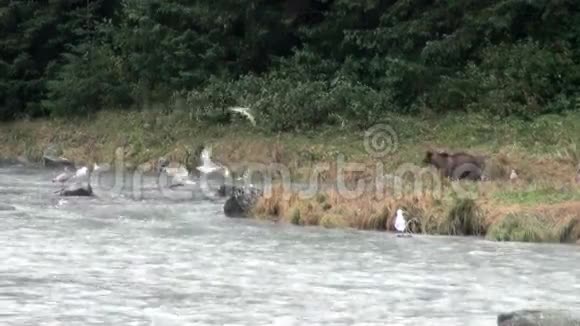 雨天的棕熊钓鱼视频的预览图