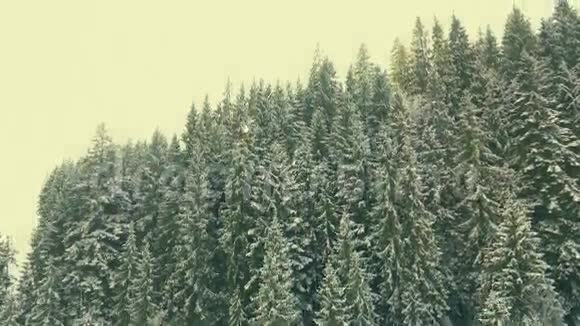 飞过山中的冬林视频的预览图