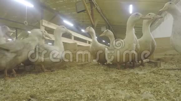 在家禽农场种鸭子视频的预览图