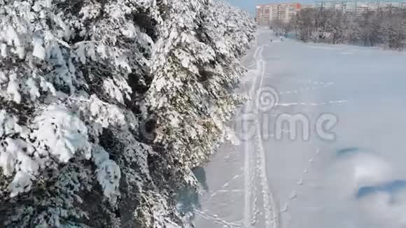 阳光明媚的冬季松林和雪道的鸟瞰图视频的预览图
