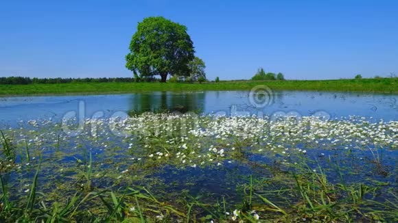 宁静的夏日风景湖边绿树成荫视频的预览图