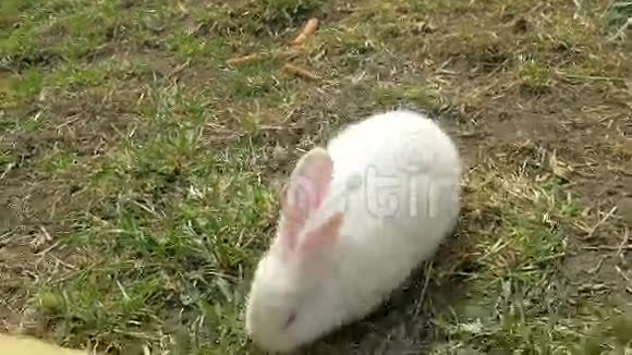 小白兔吃草视频的预览图