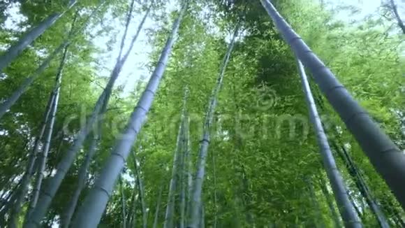日本竹林一个绝佳的娱乐场所视频的预览图