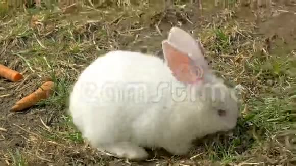 小白兔吃草视频的预览图
