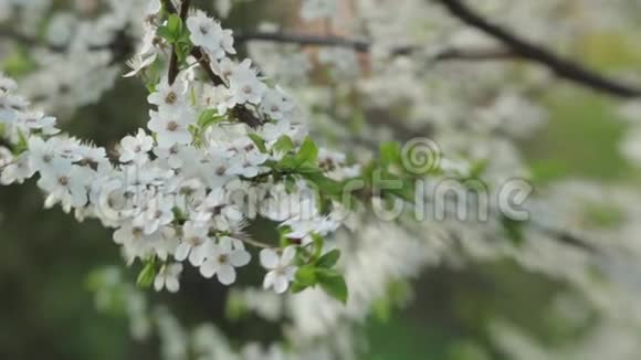 春天的樱花枝春天盛开的樱桃视频的预览图