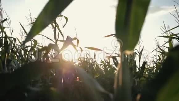 在玉米地上日落太阳下的玉米视频的预览图