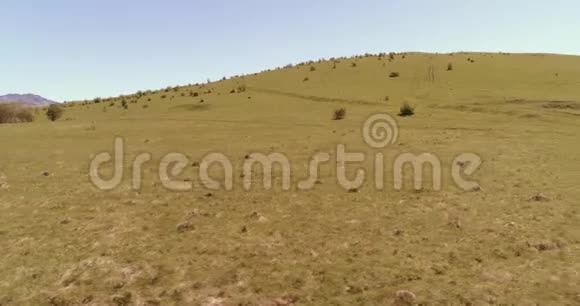 飞越山地草地上的野马群夏山野性自由生态概念视频的预览图