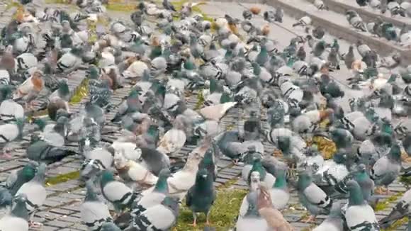 街上成群的城市鸽子视频的预览图