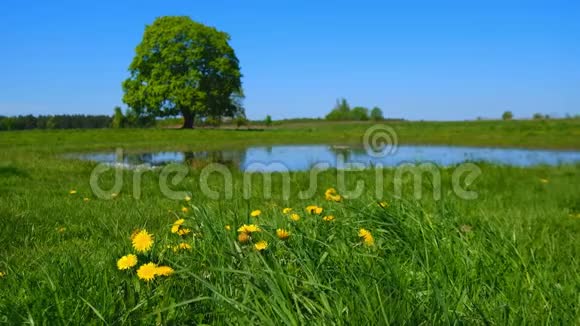 宁静的夏日风景湖边绿树成荫视频的预览图
