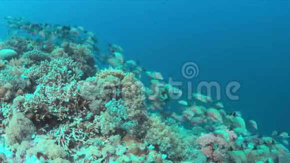 珊瑚礁上的驼背蛇学校4k视频的预览图