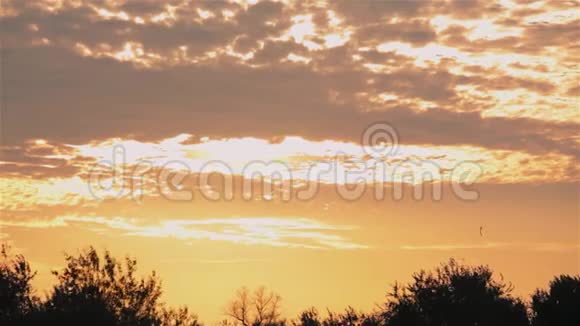 树木背景上五彩缤纷的夕阳田野里金色的夕阳视频的预览图