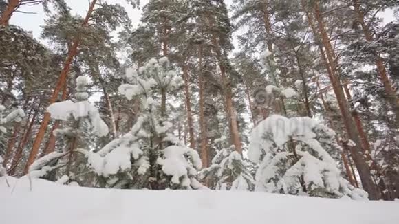 美丽的冬霜白色森林树干暗视频的预览图