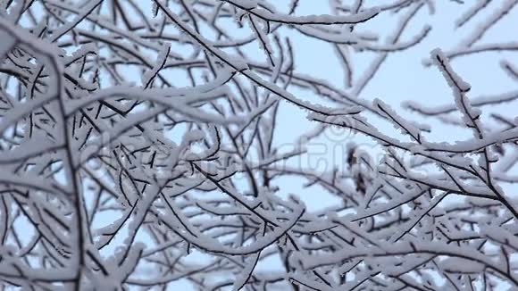 冬季森林雪高清镜头视频的预览图