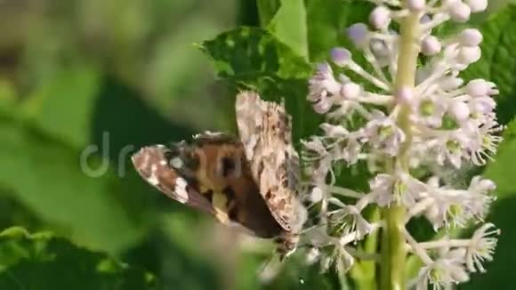 美丽的田野春花与蝴蝶视频的预览图