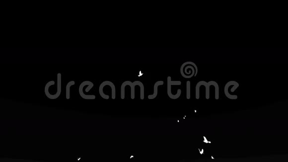 鸽子飞行黑白阿尔法马特股票录像视频的预览图