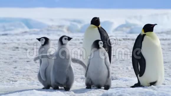 南极洲有小鸡的帝企鹅视频的预览图