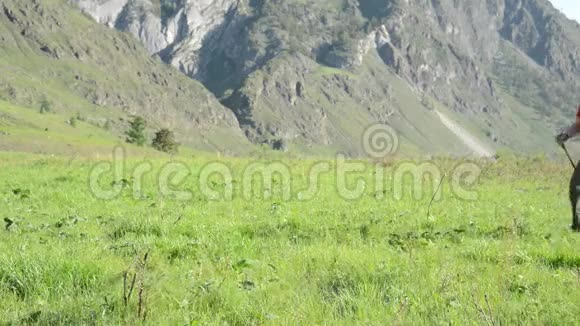 徒步旅行者带着背包在绿色的山地草地上行走夏季运动和娱乐理念视频的预览图