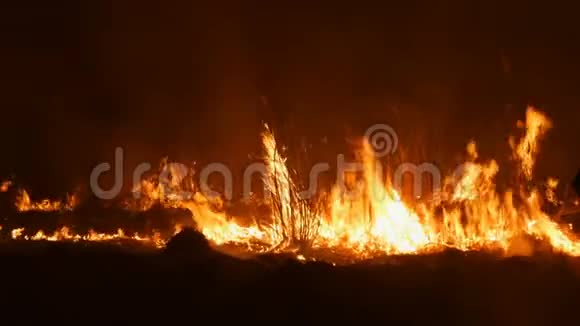 一场可怕的危险的野外大火烧干草草火焰中的大面积自然视频的预览图