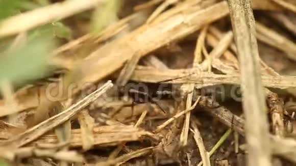 草地上的黑蚂蚁视频的预览图