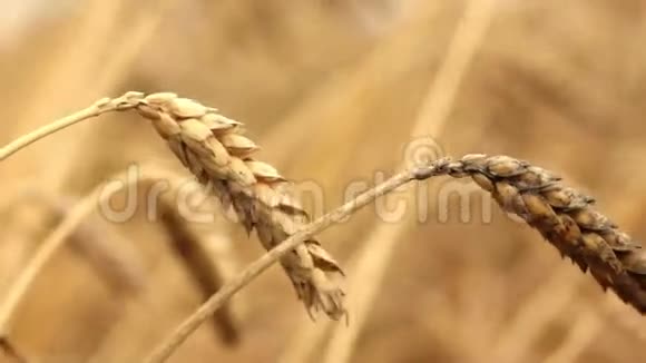 小麦视频的预览图
